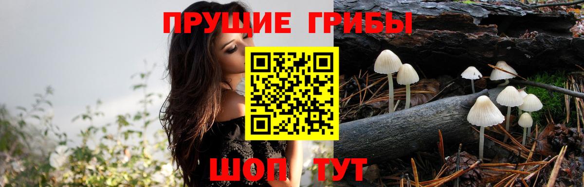 Глазов  Псилоцибиновые грибы MAGIC MUSHROOMS  Вход с VPN 